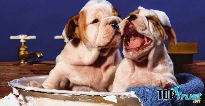 Với bước đột phá rất thuận tiện từ bọt khử vi trùng mà không cần đến nước, cùng một lúc vừa làm sạch và chăm sóc bảo vệ bề mặt da & lông cho chó mèo.