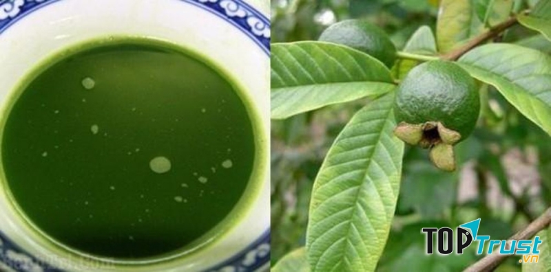 Súc miệng bằng lá ổi chữa viêm lợi