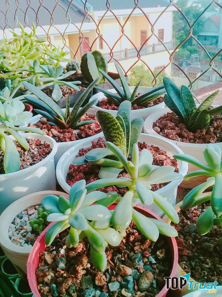 Succulent Garden - Vườn Sen Đá