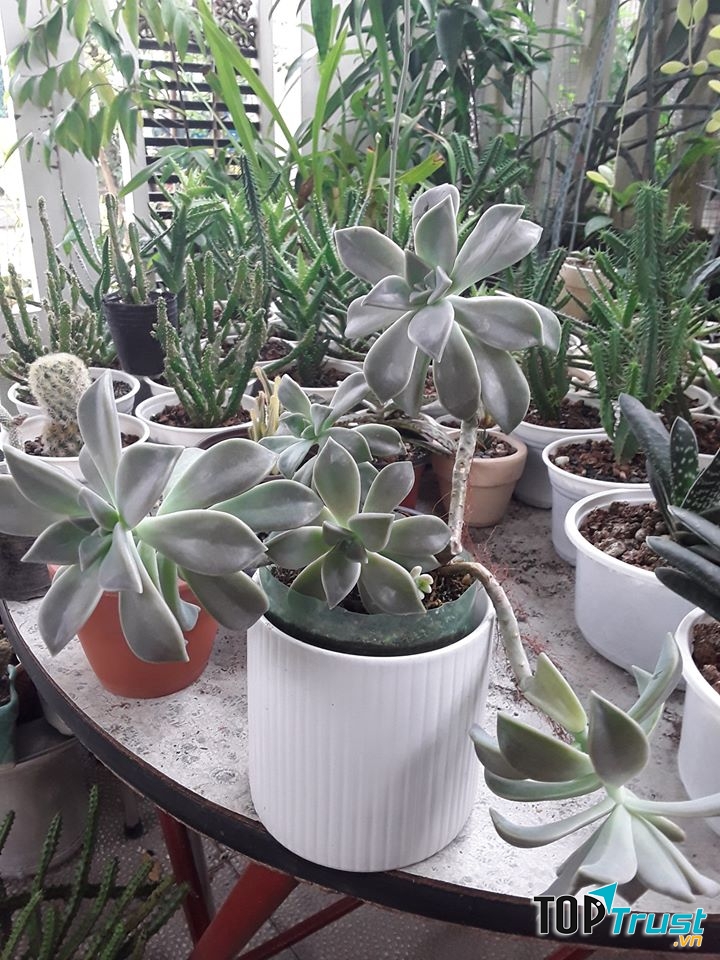Succulent Garden - Vườn Sen Đá