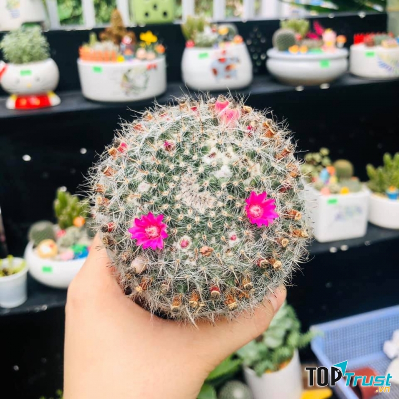 Suha Garden Nha Trang