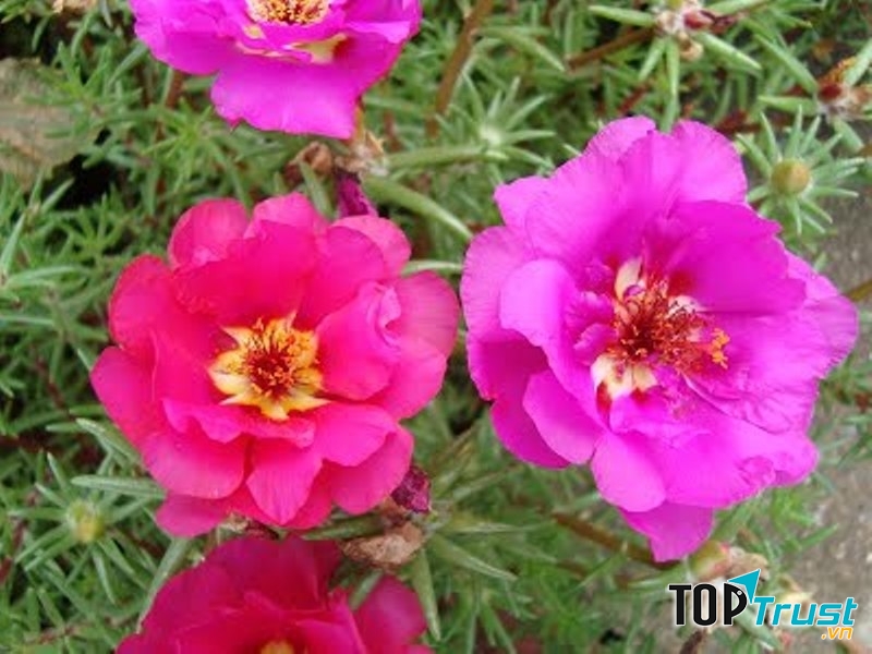 Hạt giống hoa mười giờ Mỹ