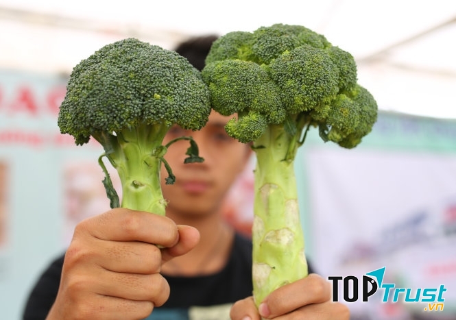 Súp lơ Trung Quốc bên trái và súp lơ Việt Nam bên phải