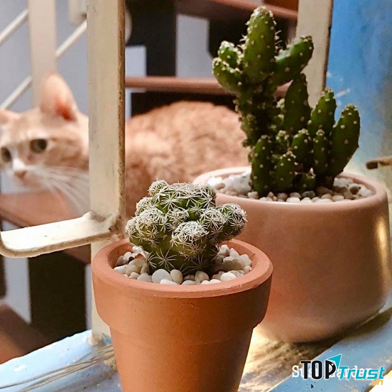 Susu Garden