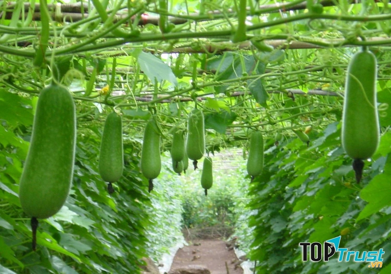 Tả giàn bầu (bí)
