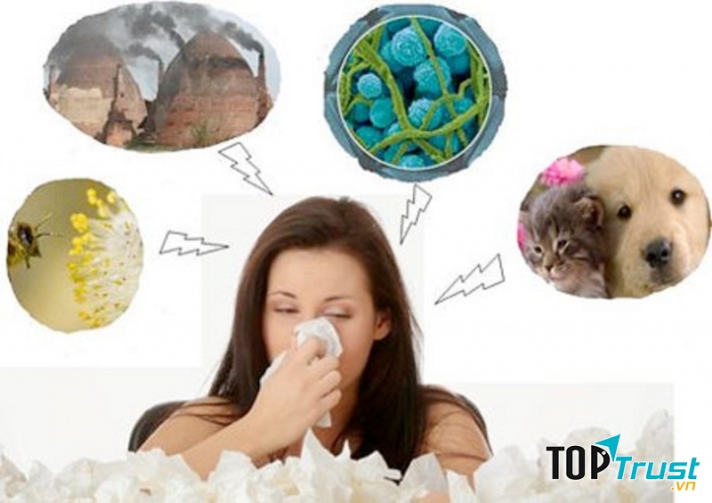 Nấm linh chi có tác dụng trị ho và dị ứng.