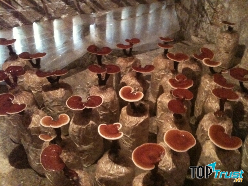 Nấm Linh Chi đỏ chữa trị ung thư.