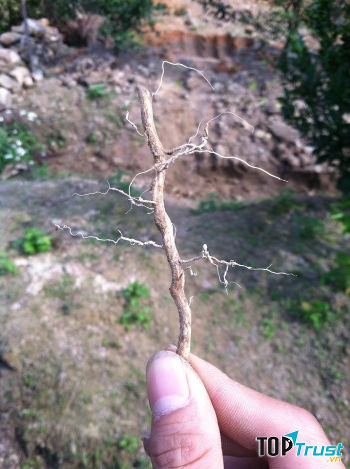 Rễ bưởi là bài thuốc chữa bệnh trĩ hiệu quả