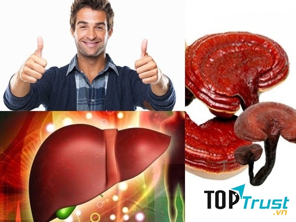 Nấm linh chi giúp ngăn ngừa cvacs mối nguy hiểm cho lá gan của bạn.
