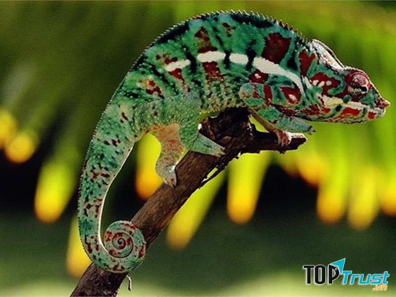 Tắc kè hoa có khả năng thay đổi màu cơ thể.