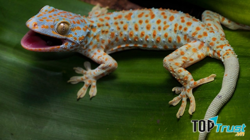 Tắc kè hoa thuộc lớp bò sát có vẩy