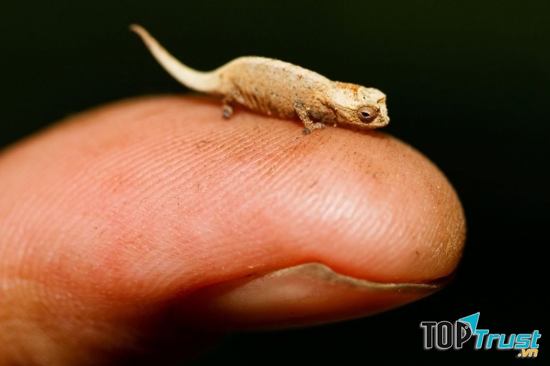 Tắc kè Brookesia micra