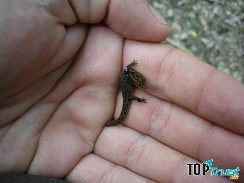 Tắc kè lùn Sphaerodactylus ariasae