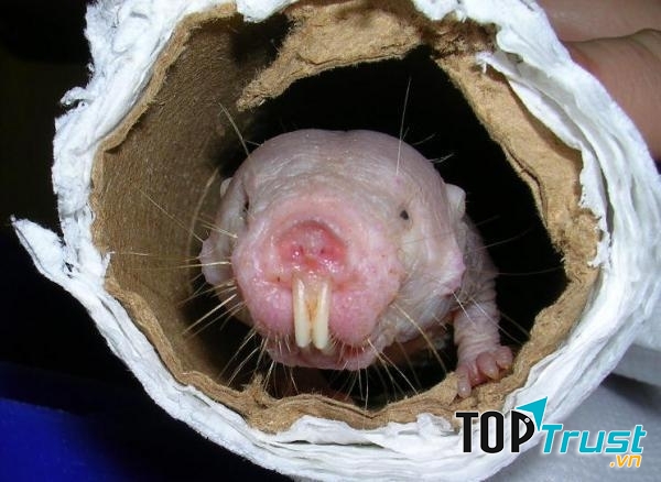 Ai mới kêu tui vậy?