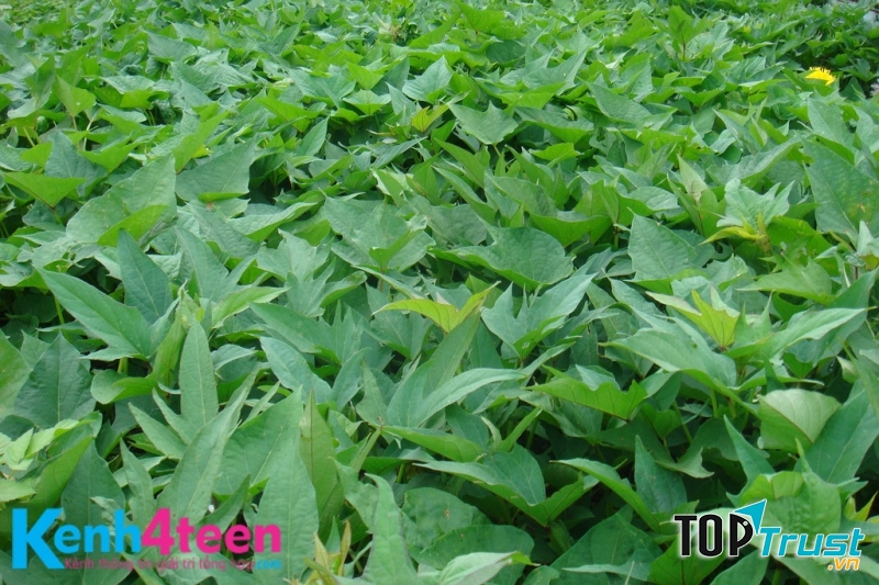 Tắm cho chó bằng lá rau lang