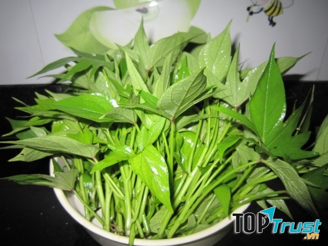 Tắm cho chó bằng lá rau lang