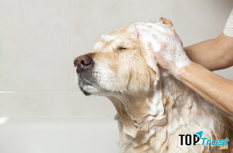 Tắm cho chú cún nhà bạn thường xuyên