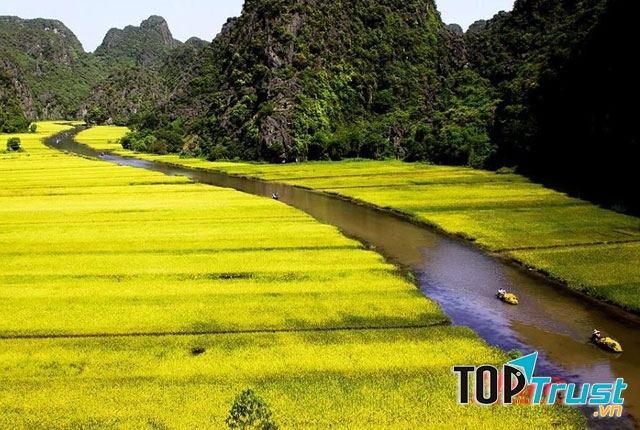 Đến Tam Cốc tháng 5, bạn sẽ như lạc vào thảm lúa