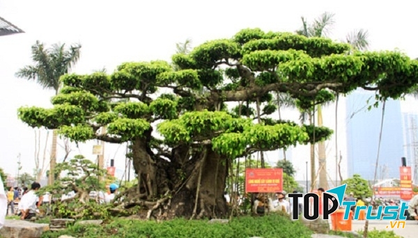 Cây sanh Tam đa