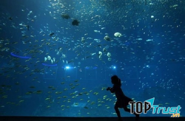 Công viên hải dương Sentosa S.E.A