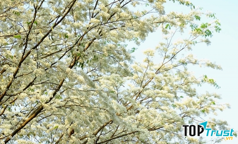 Ảnh minh họa (nguồn internet)