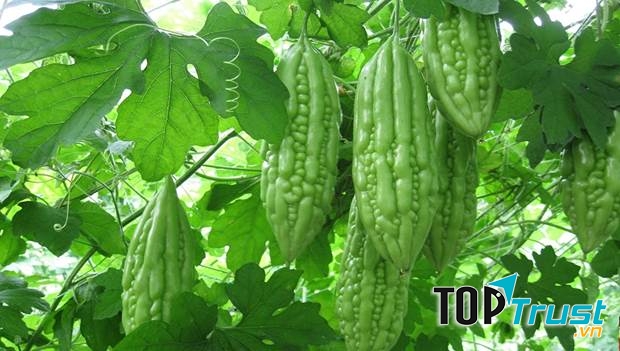 Lượng vitamin và khoáng chất dồi dào có trong thành phần của khổ qua sẽ nuôi dưỡng làn da bạn trắng sáng lên từng ngày, mềm mịn tự nhiên và ngăn ngừa mụn xuất hiện.