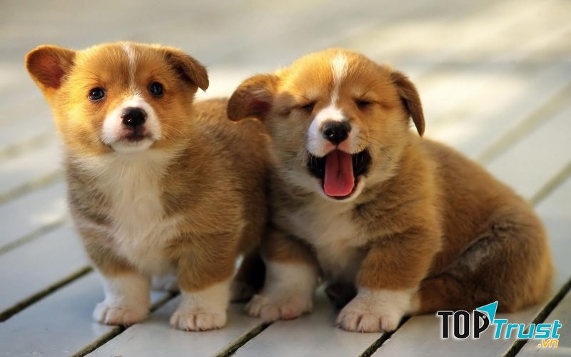 Làm vệ sinh thú cưng