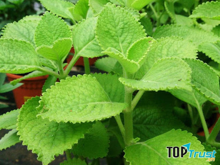 Tần dày lá (Húng chanh)