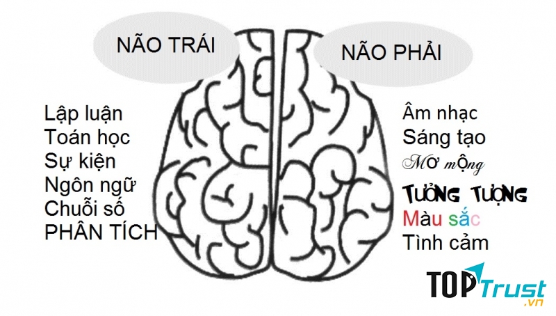 Tận dụng cả 2 bán cầu não