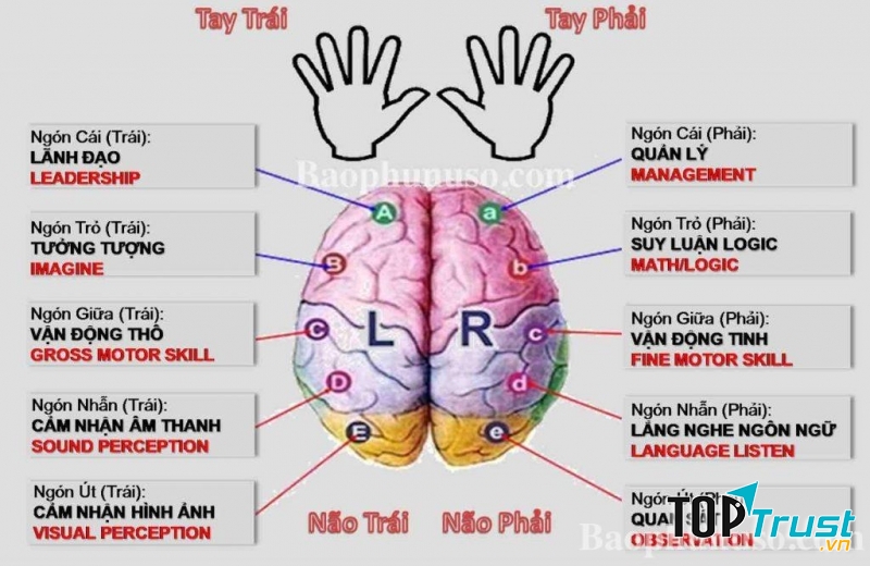 Tận dụng cả 2 bán cầu não để đạt hiệu quả tối đa.