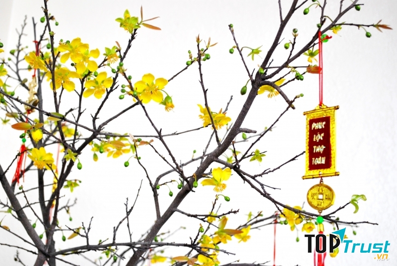 Tặng các loại hoa cho người thân vào đầu năm mới