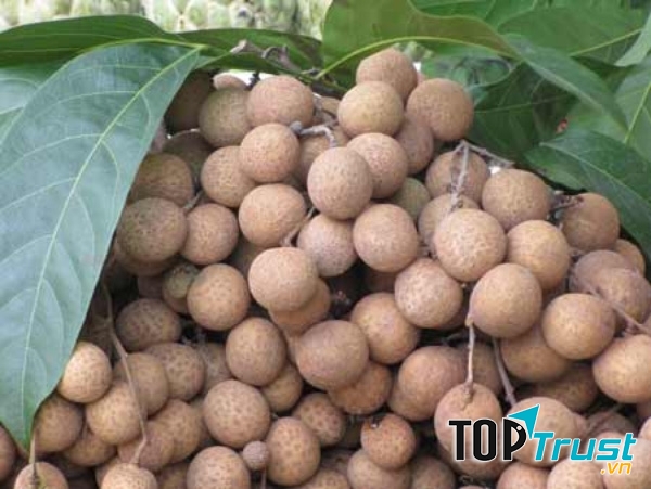 Tăng cường tuổi thọ