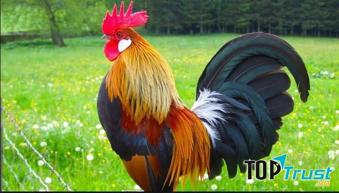 Năm gà thì gà trống lại càng trở thành món quà đặc biệt