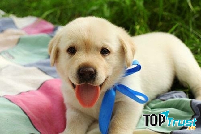 Nên bỏ ý định tặng thú cưng