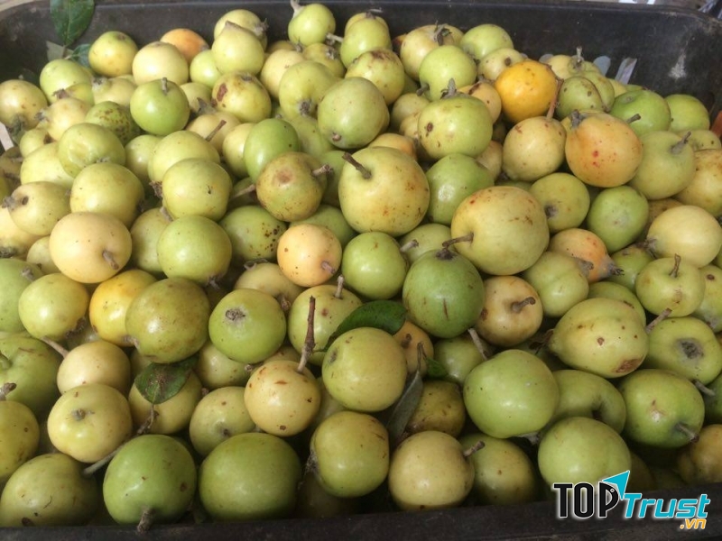 Táo mèo có thể gây sảy thai