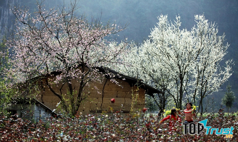 Tây Bắc Bách Hoa Viên