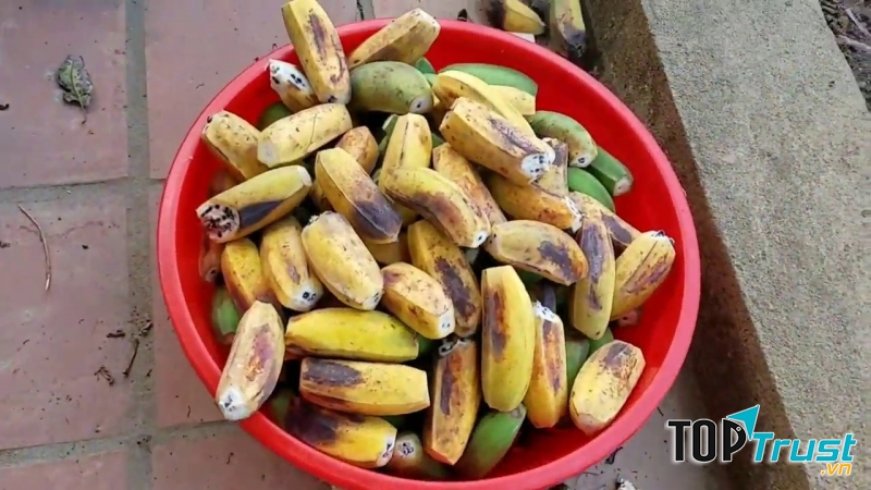 Tẩy giun bằng Chuối hột