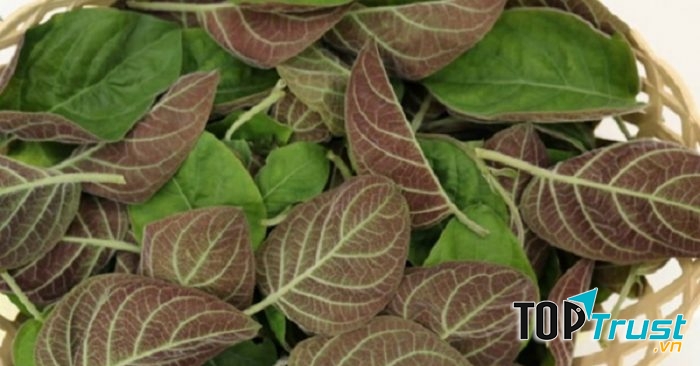 Tẩy giun bằng lá mơ lông