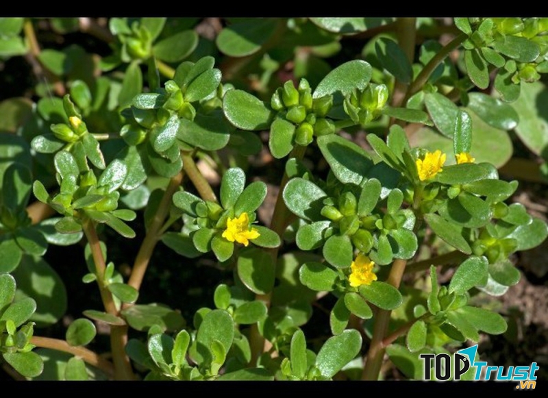 Tẩy giun bằng Rau sam