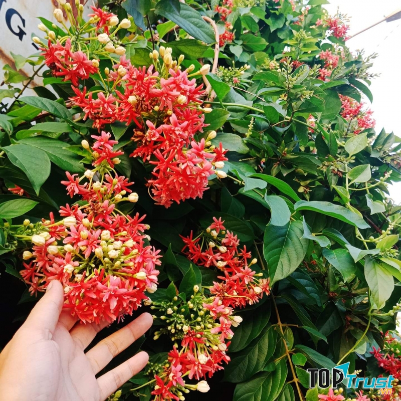 Cây sử quân tử