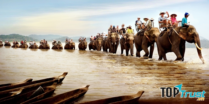 Những đàn voi du lịch tại Tây Nguyên