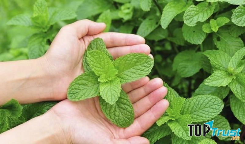 Tẩy tế bào chết bằng lá bạc hà