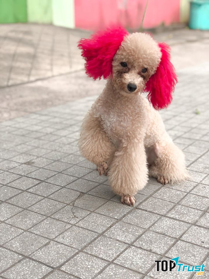 TC Dog Shop