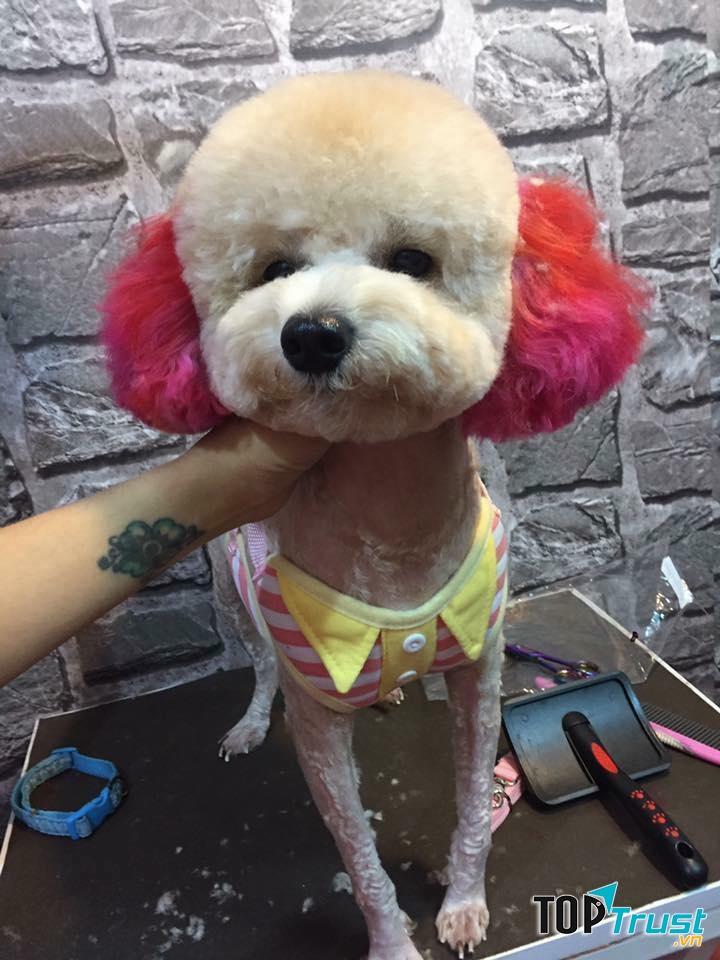TC Dog Shop