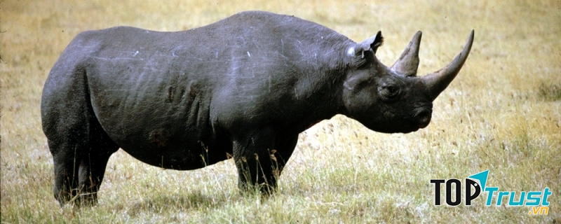 Tê giác đen Tây Phi