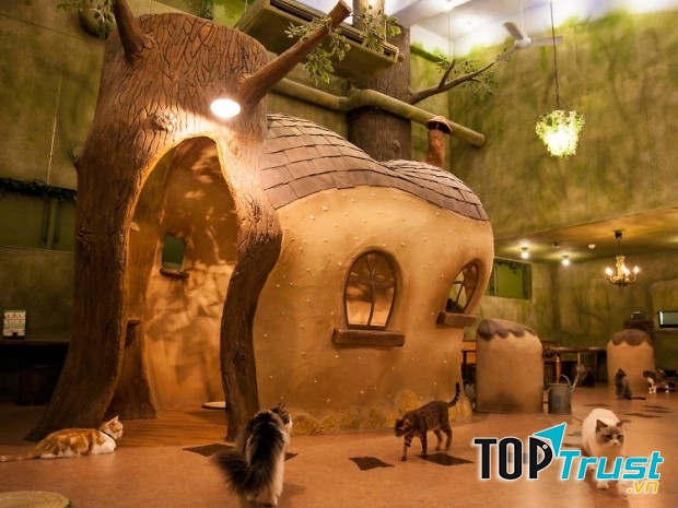Không gian rộng lớn để các chú mèo có thể vui chơi, chạy nhảy và ngủ