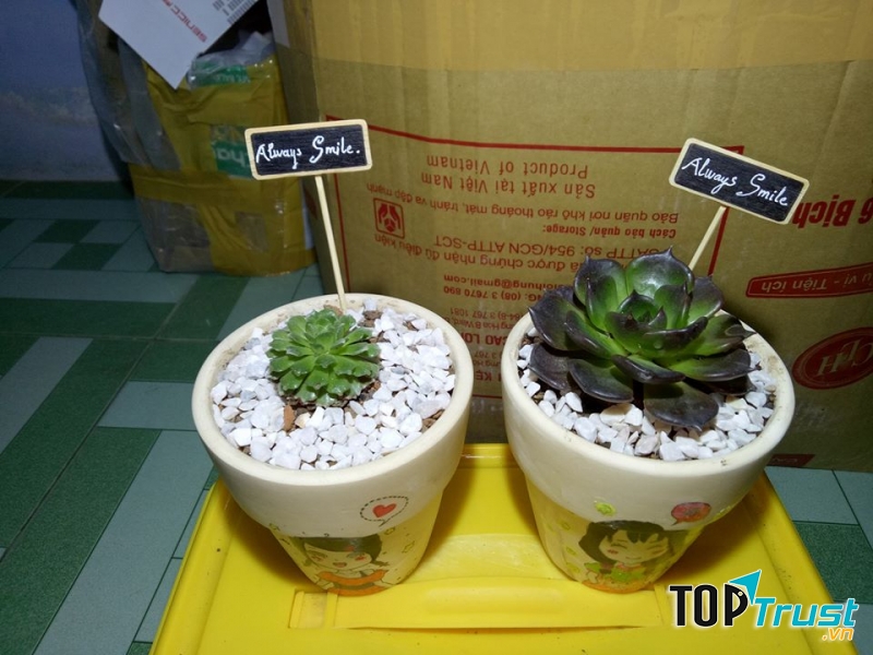 Terrarium sen đá Trà Vinh