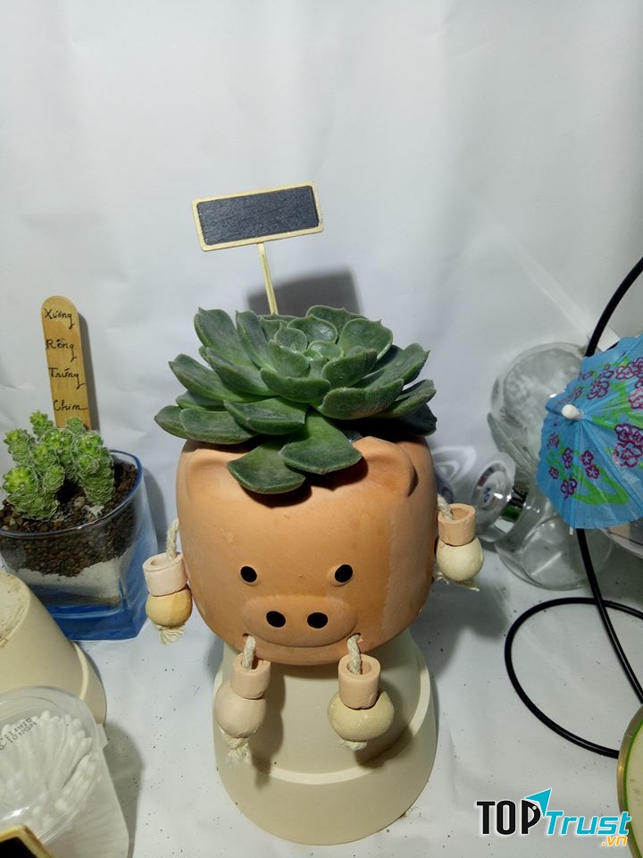 Terrarium sen đá Trà Vinh