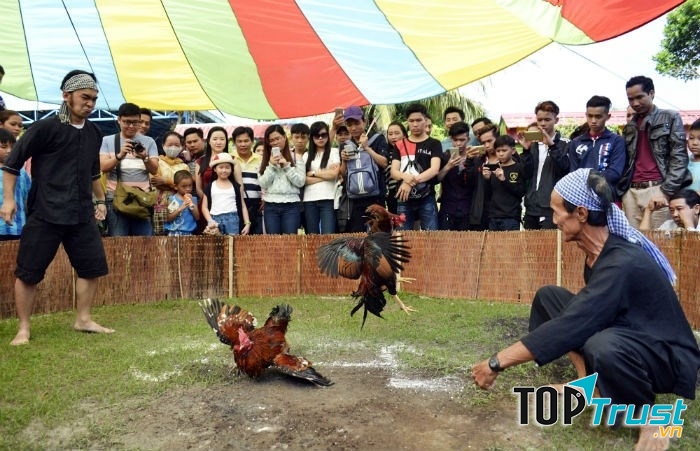Chọi gà ngày Tết