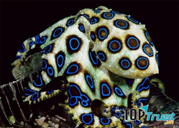 Chất độc Tetrodotoxin có trong bạch tuộc đốm xanh
